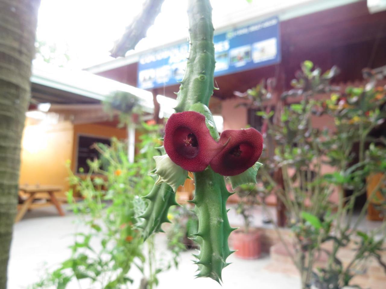 Cocobolo Surf Hotel & School Playa Santa Teresa  ภายนอก รูปภาพ
